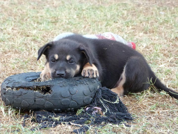 chinook dog